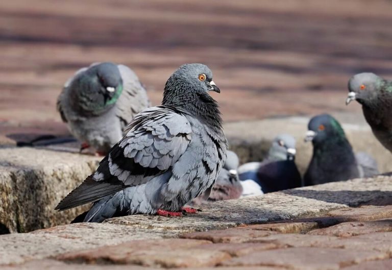 Cara Merawat Burung Merpati Balap