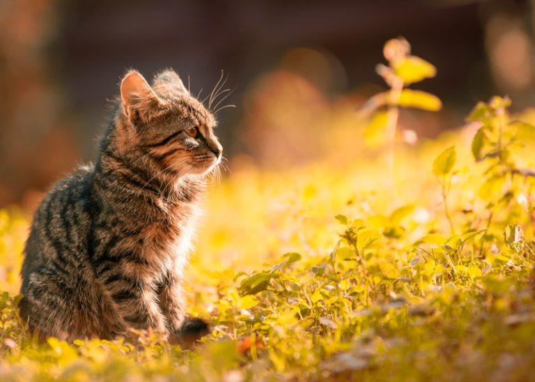 Tak Perlu Bingung, Yuk Simak Tahapan Vaksin Kucing yang Perlu Diketahui