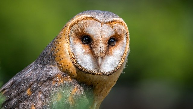 Mengetahui Nama Latin Burung Hantu Endemik Indonesia