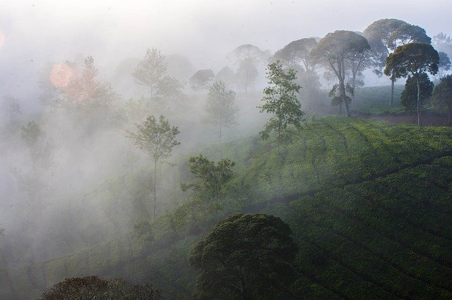  Cocok Untuk Menyuburkan Tanaman, Berikut Deretan Manfaat Dari Pupuk Hantu