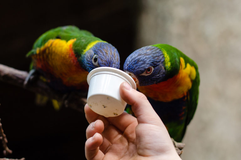 Cara Melatih Burung Beo