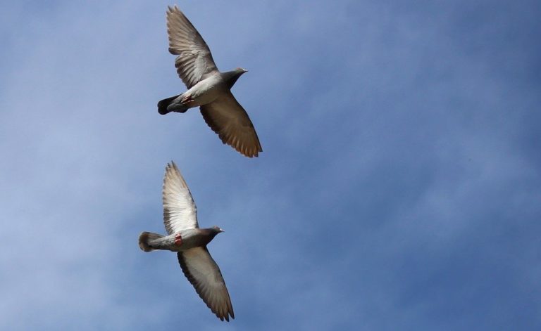 Cara memilih burung merpati tinggian