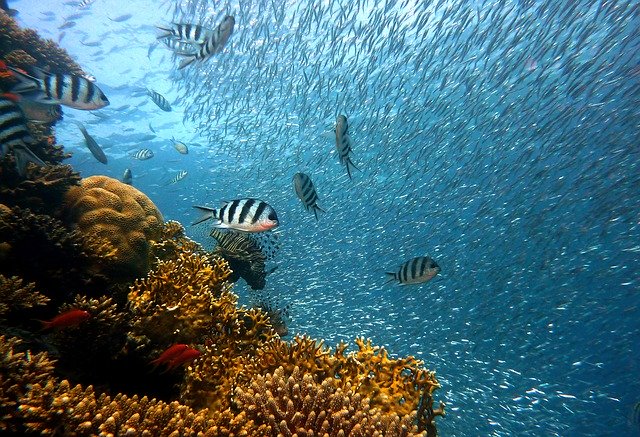 Ikan Yang Hidup Di Air Es Sampai Di Bawah Titik 0 Derajat