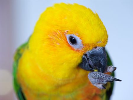 Sun Conure: Bird Species Profile