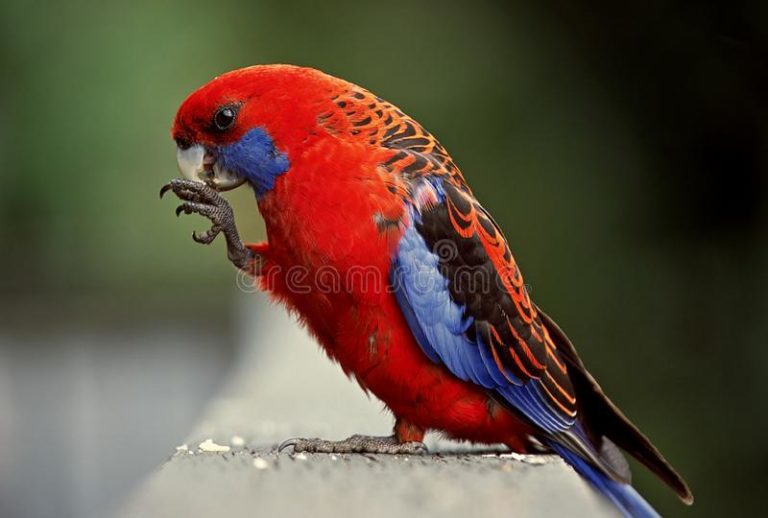 Crimson (Pennant) Rosella